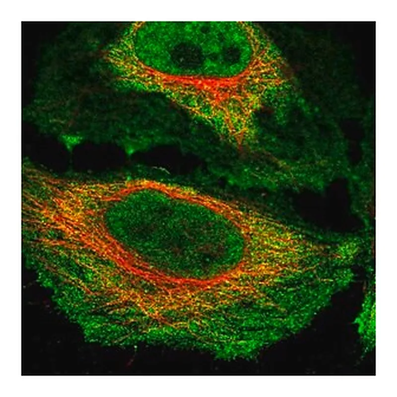 Merck Anti-NKTR antibody produced in rabbit