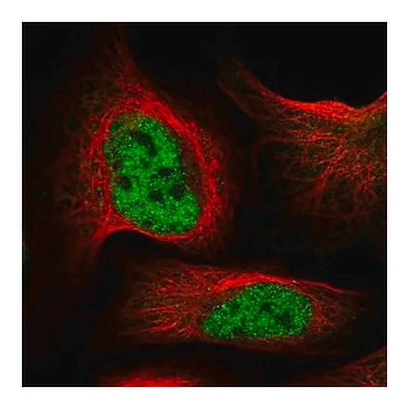 Merck Anti-INTS9 antibody produced in rabbit