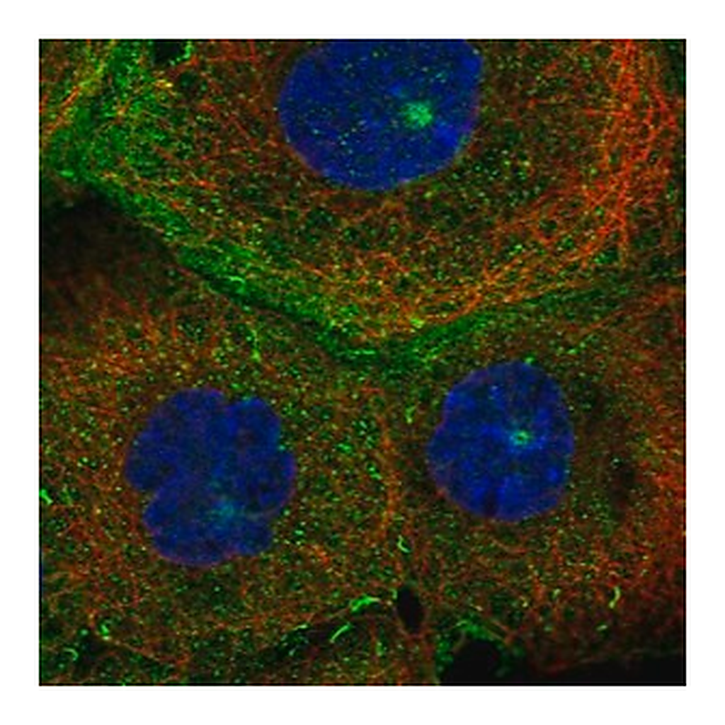Merck Anti-MICALL1 antibody produced in rabbit
