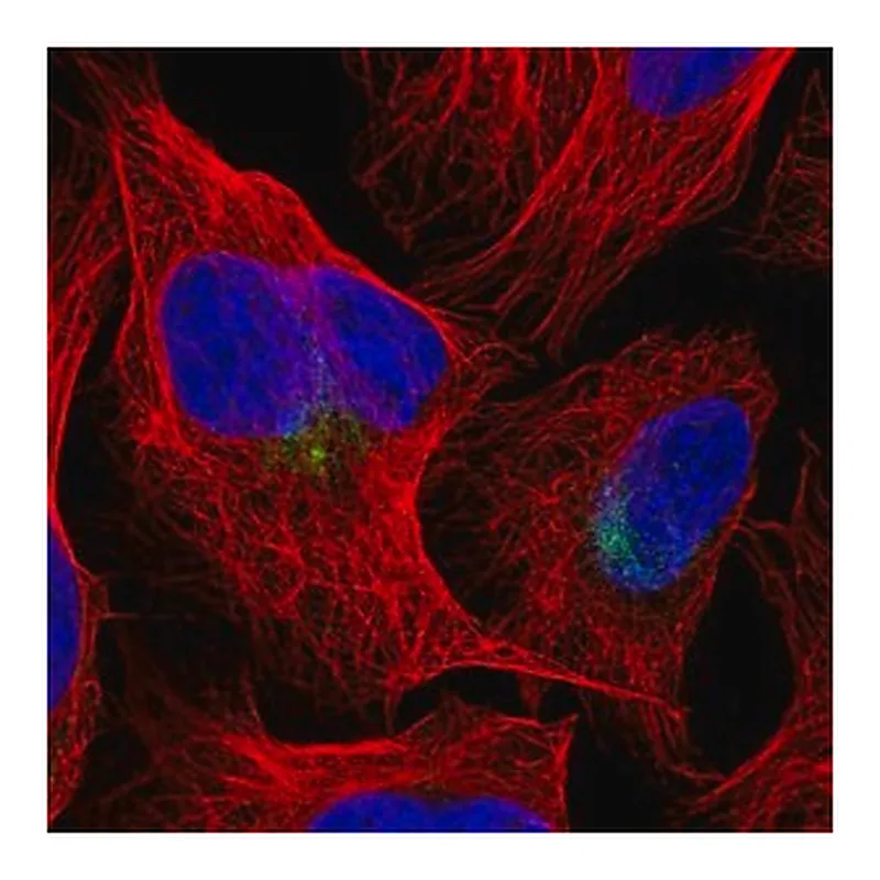 Merck Anti-CUL9 antibody produced in rabbit