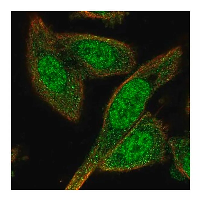 Merck Anti-BEX4 antibody produced in rabbit