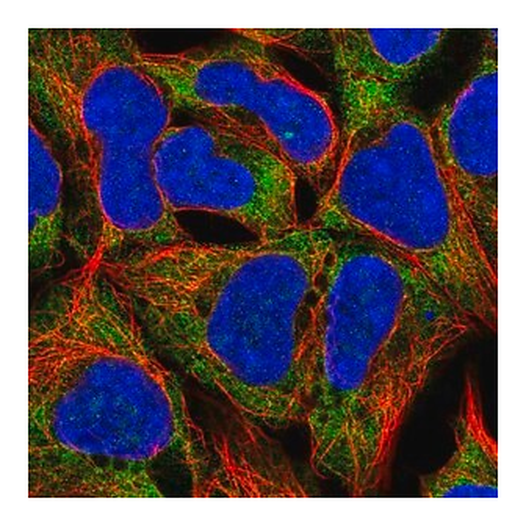 Merck Anti-RPL19 antibody produced in rabbit
