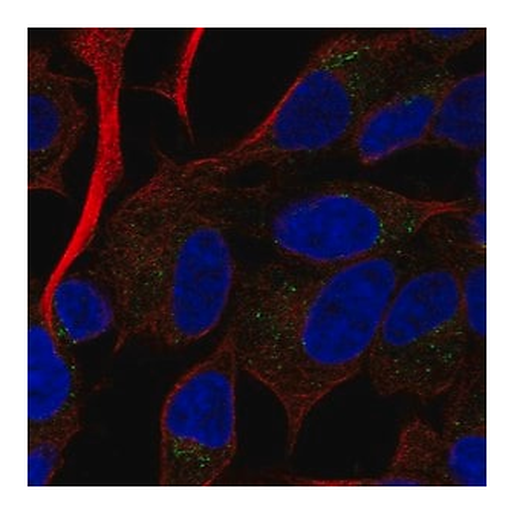 Merck Anti-RAMP2 antibody produced in rabbit
