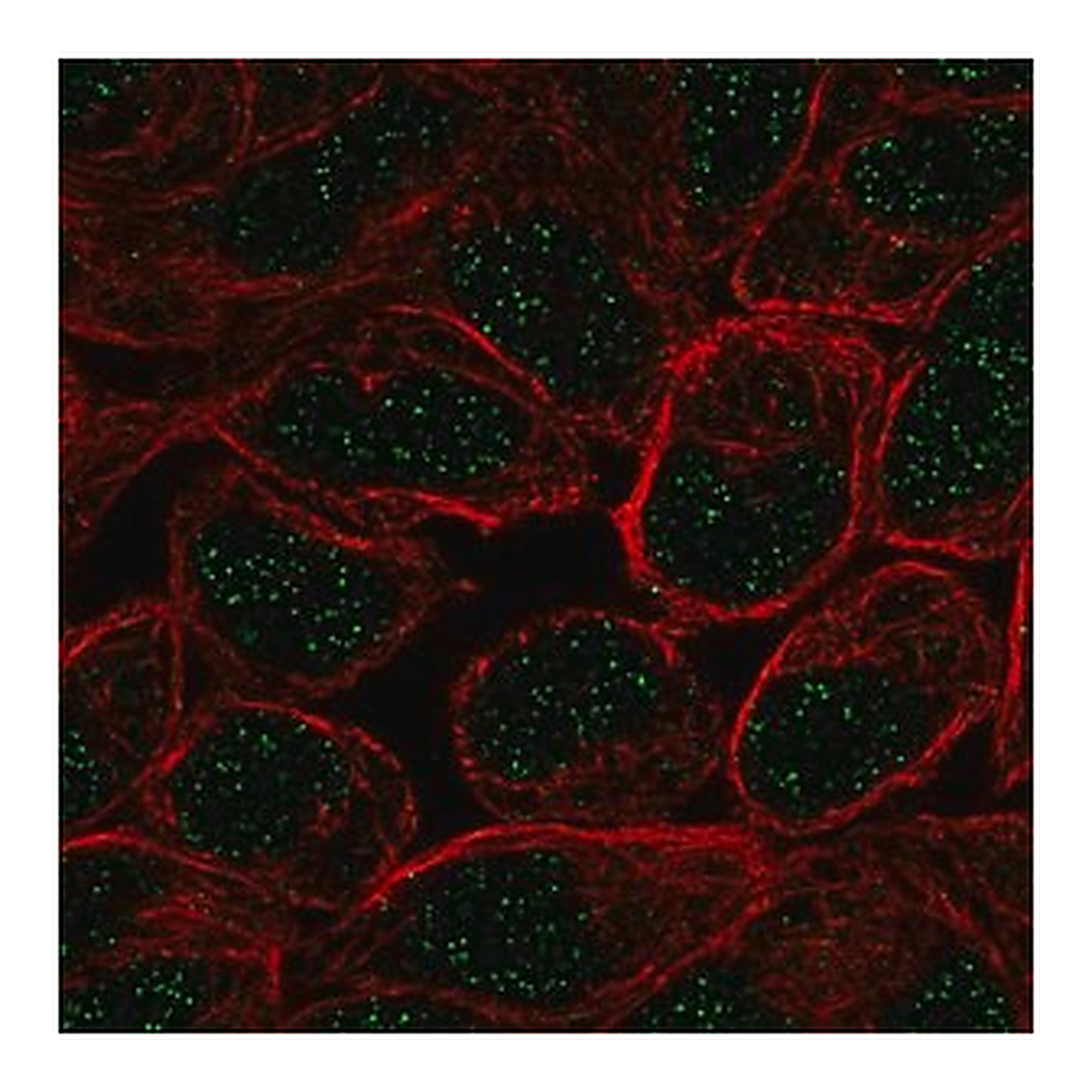 Merck Anti-ZNF432 antibody produced in rabbit