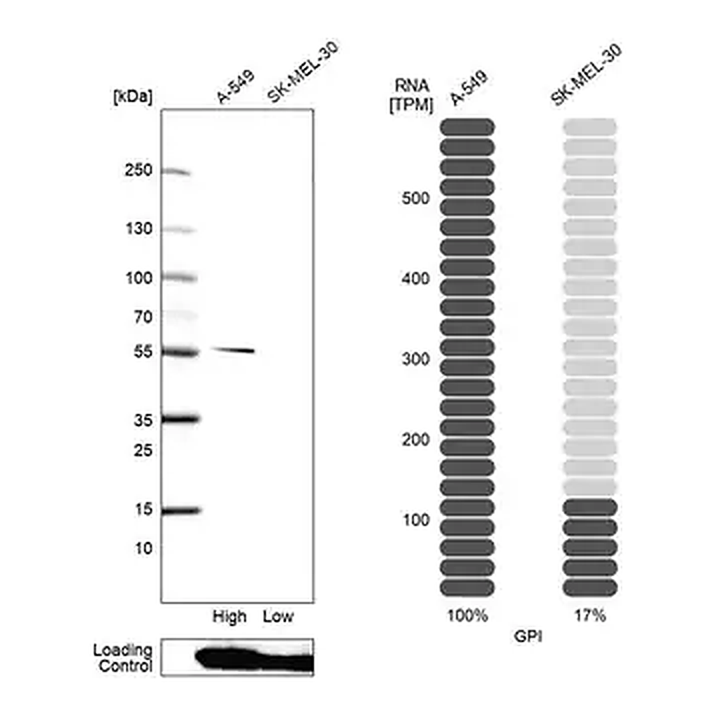 Merck Anti-GPI antibody produced in rabbit