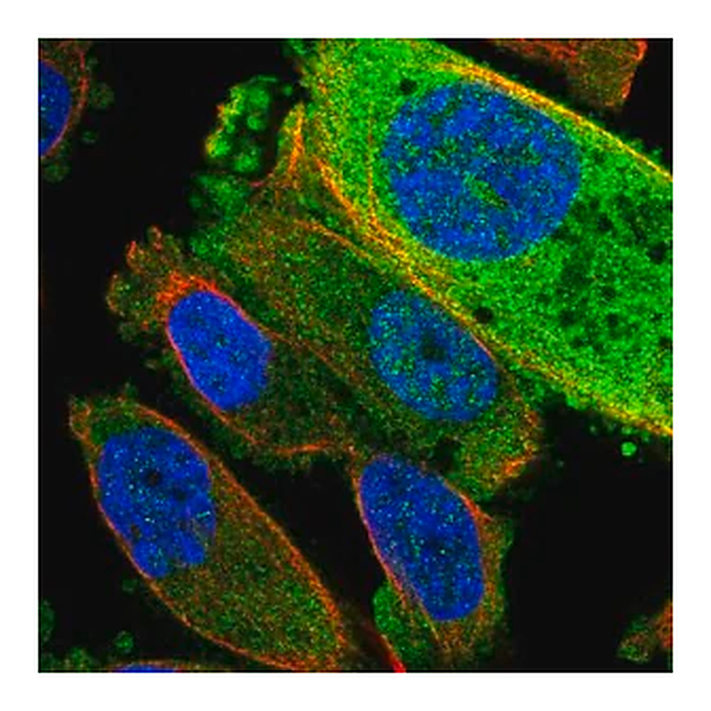 Merck Anti-TRUB2 antibody produced in rabbit
