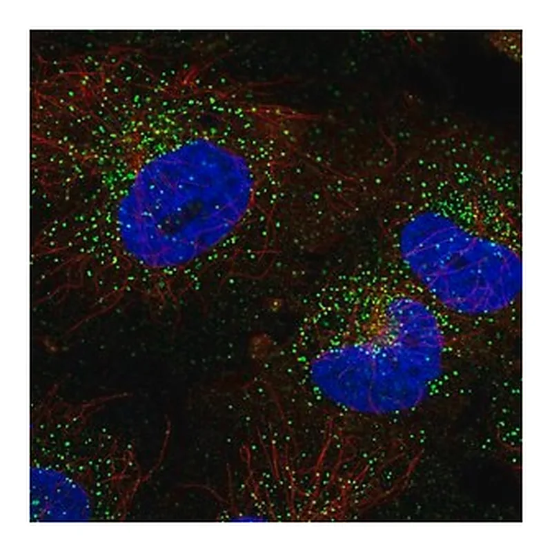 Merck Anti-TFG antibody produced in rabbit