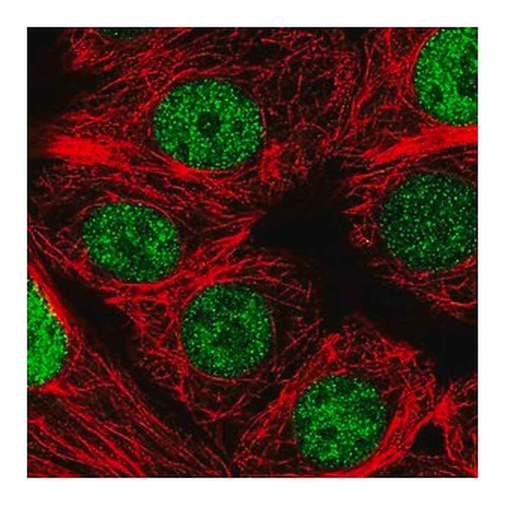 Merck Anti-NCBP2 antibody produced in rabbit