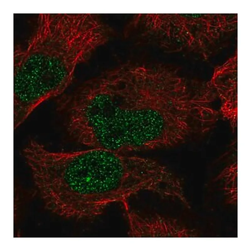Merck Anti-EBLN2 antibody produced in rabbit