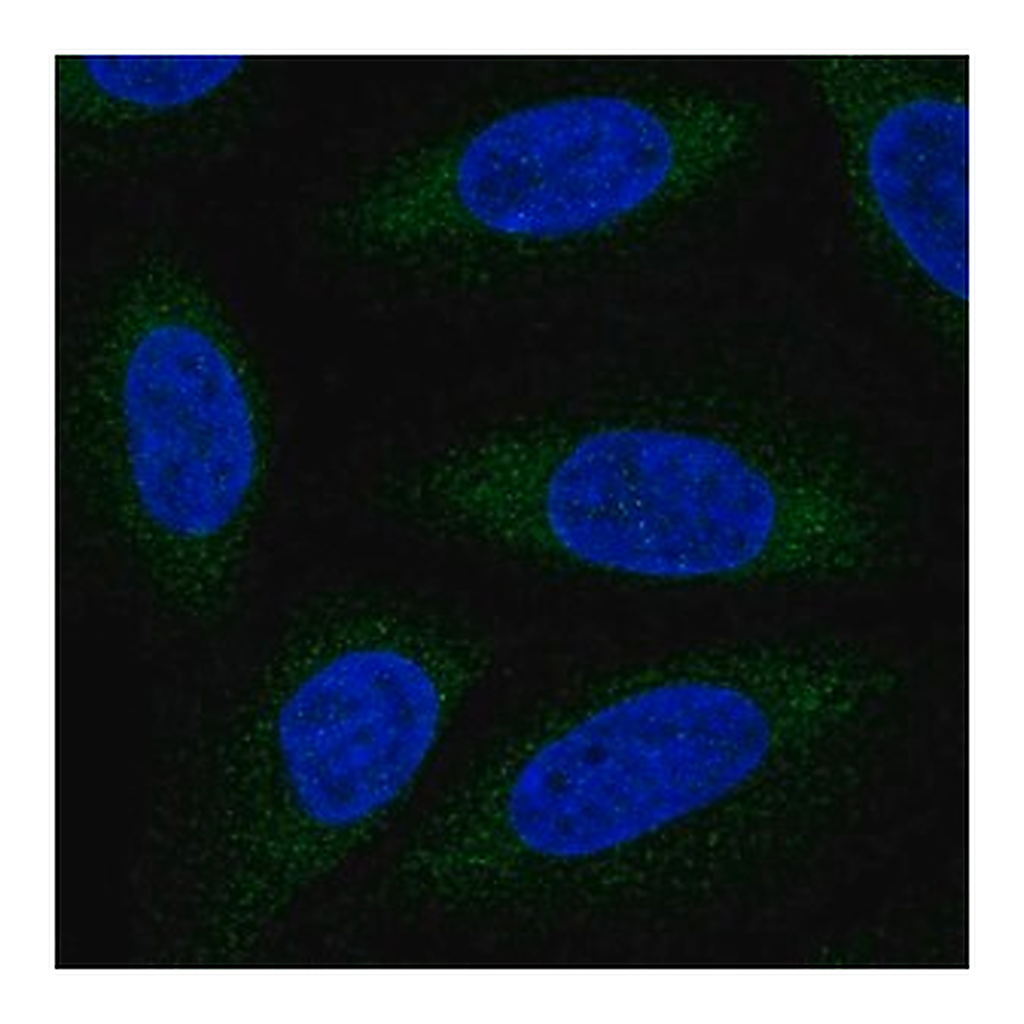 Merck Anti-ALG6 antibody produced in rabbit