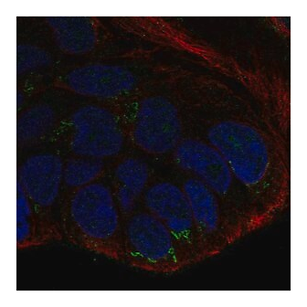 Merck Anti-WNT10B antibody produced in rabbit