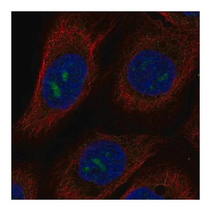 Merck Anti-MPPED2 antibody produced in rabbit