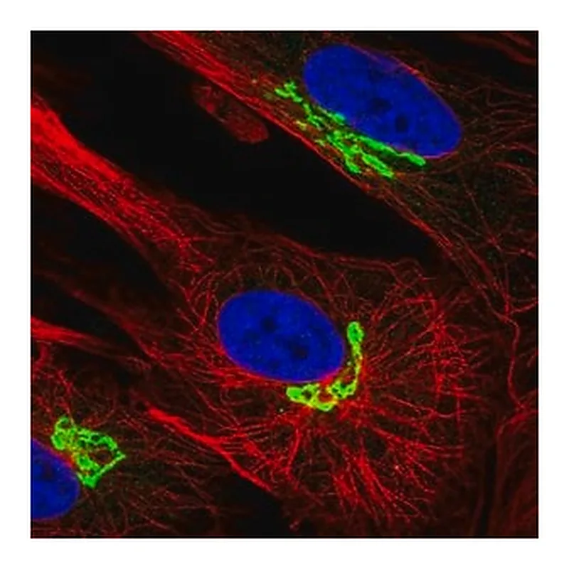 Merck Anti-ARL1 antibody produced in rabbit