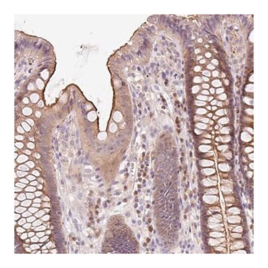 Merck Anti-YIF1B antibody produced in rabbit