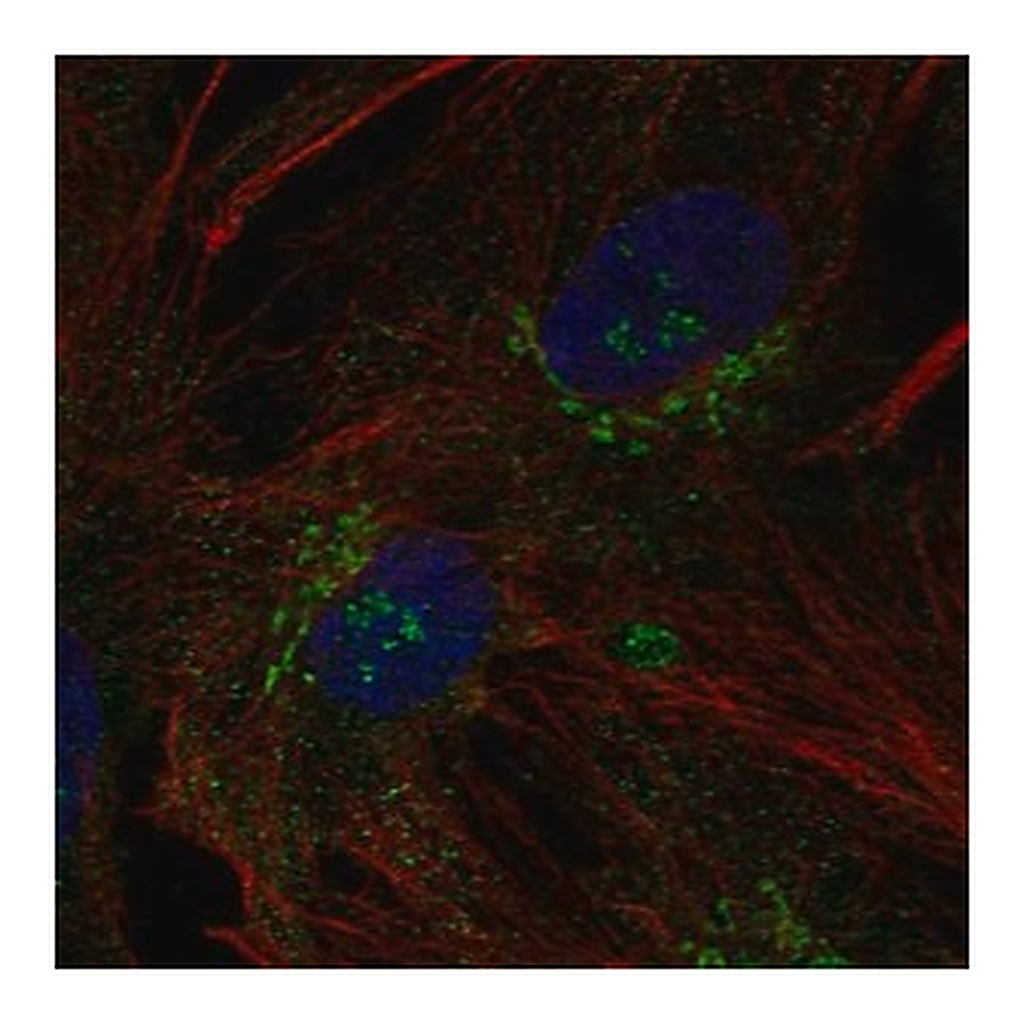 Merck Anti-B3GNT9 antibody produced in rabbit