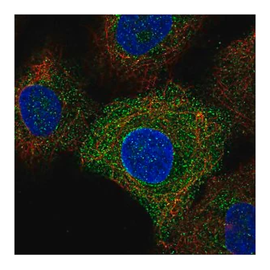 Merck Anti-TLR6 antibody produced in rabbit
