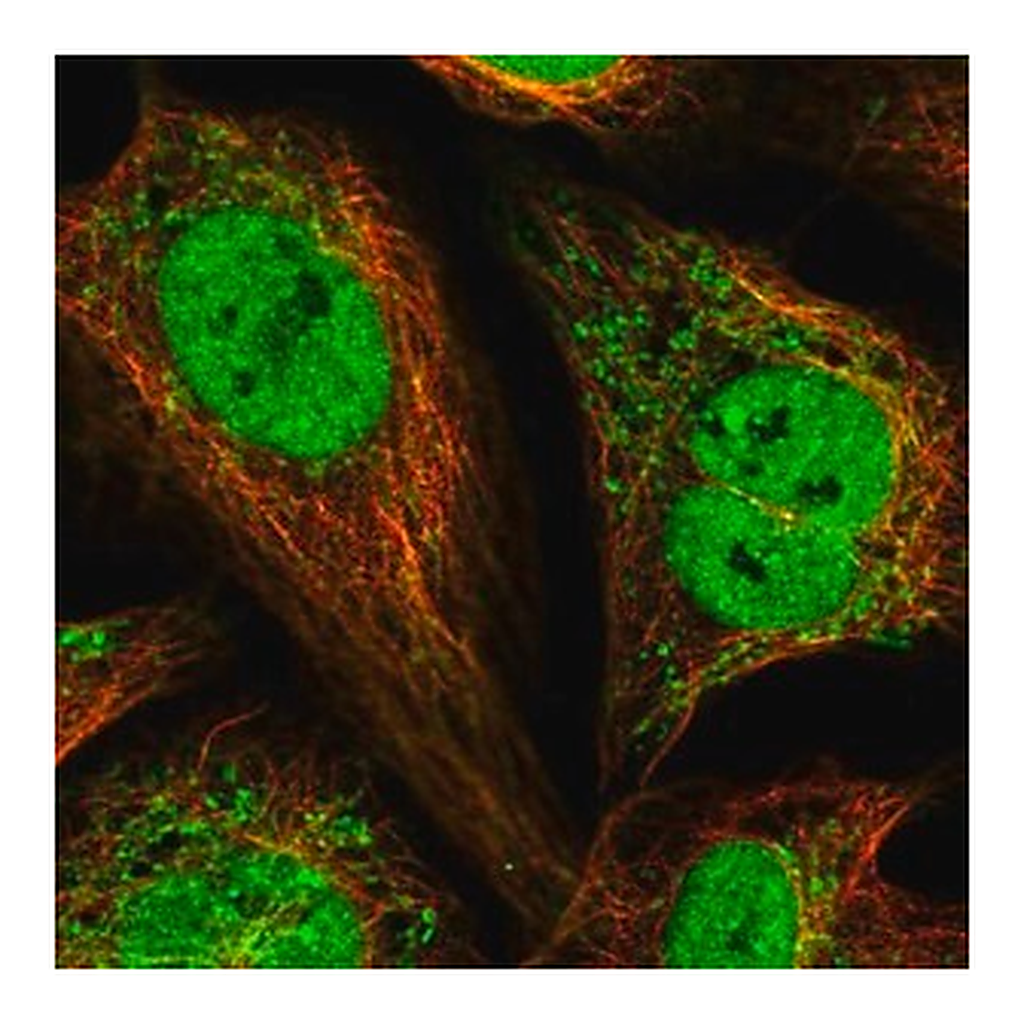 Merck Anti-PAM16 antibody produced in rabbit