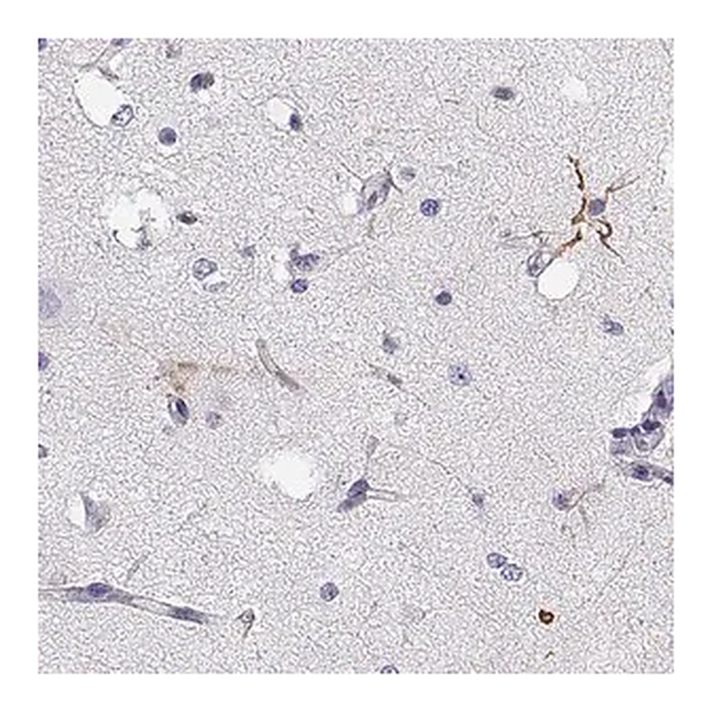 Merck Anti-GPR26 antibody produced in rabbit