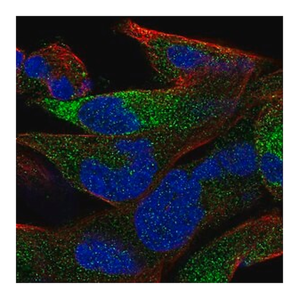 Merck Anti-OLFML2B antibody produced in rabbit