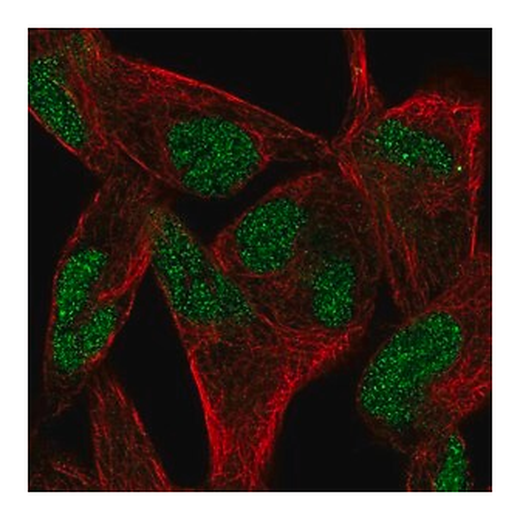Merck Anti-RELT antibody produced in rabbit