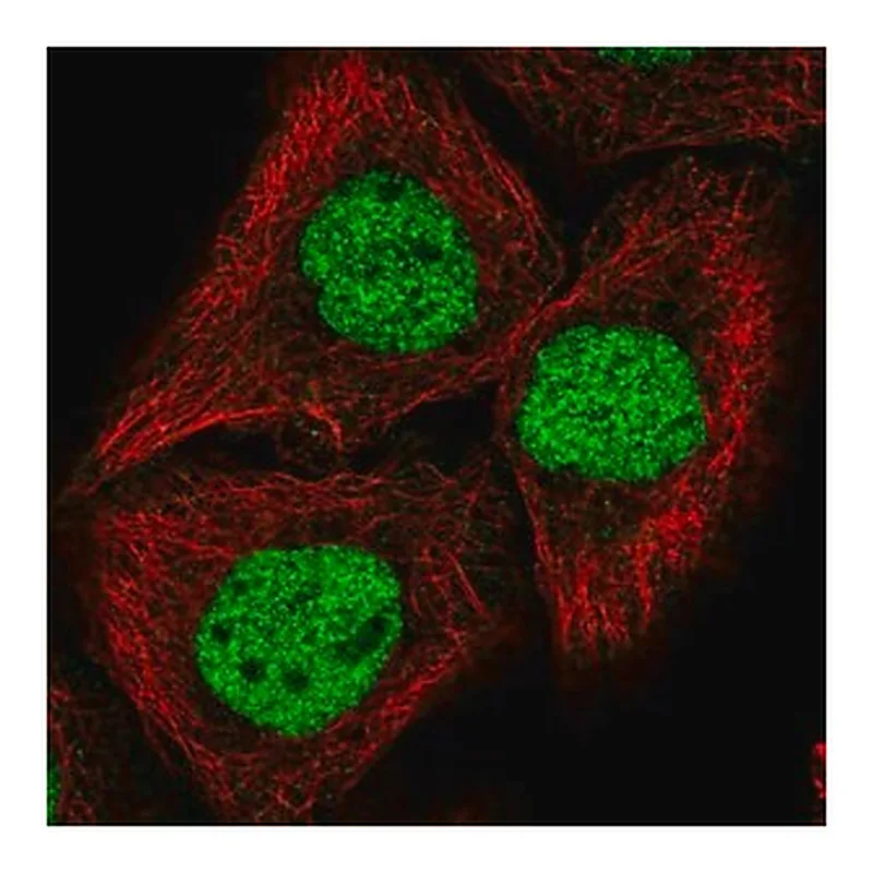 Merck Anti-GRHL2 antibody produced in rabbit