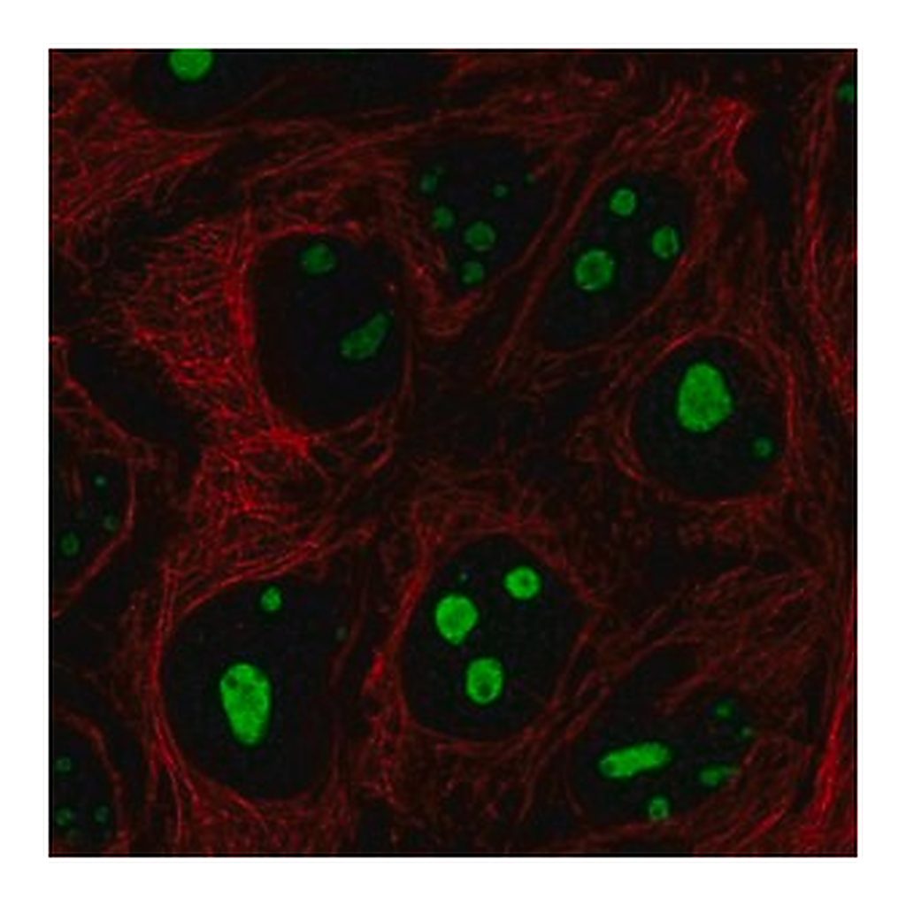 Merck Anti-SREK1IP1 antibody produced in rabbit