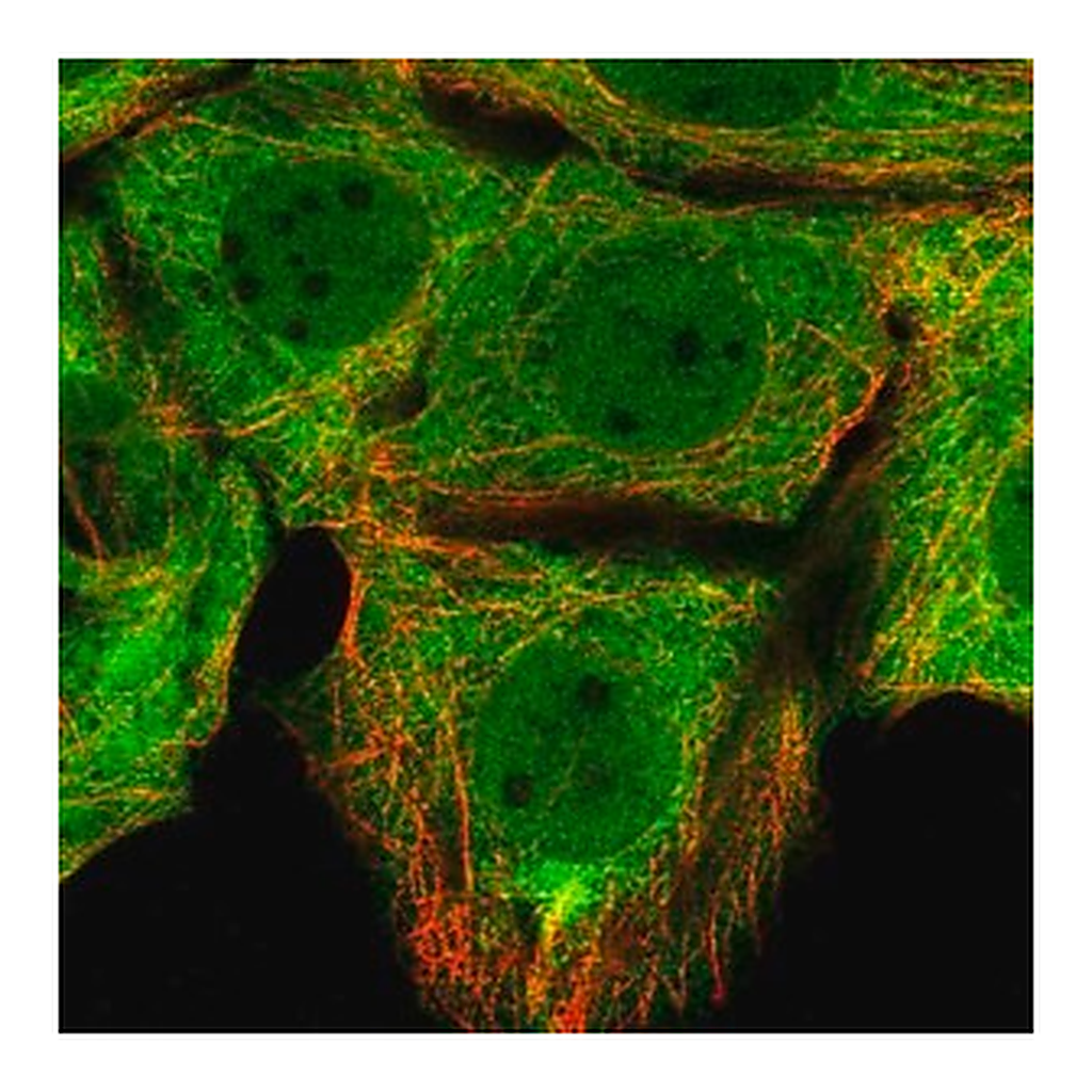 Merck Anti-FKBP4 antibody produced in rabbit