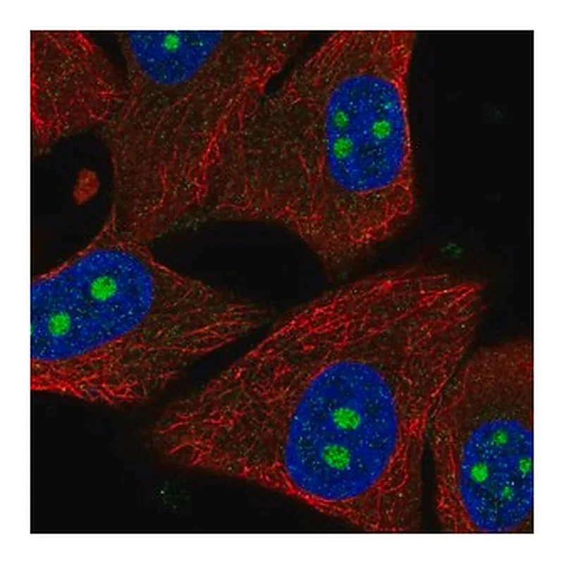 Merck Anti-PPIL1 antibody produced in rabbit