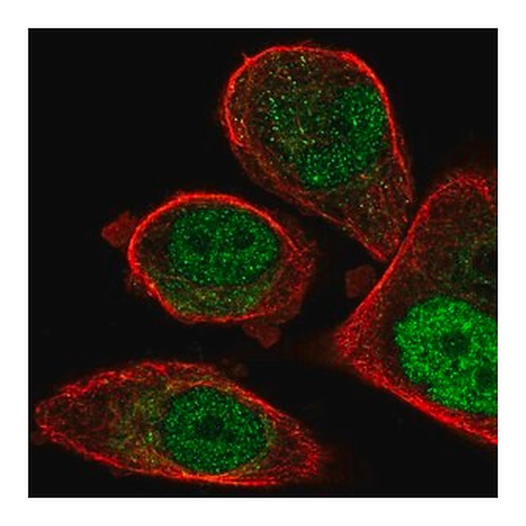 Merck Anti-FCHO1 antibody produced in rabbit