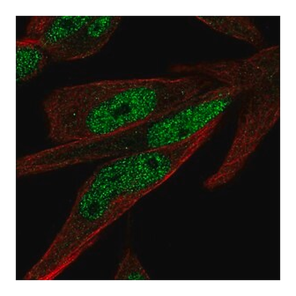 Merck Anti-ZNF225 antibody produced in rabbit