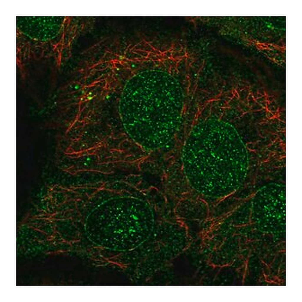 Merck Anti-CYP2B6 antibody produced in rabbit