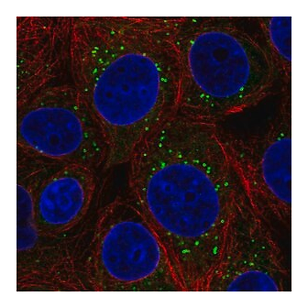 Merck Anti-FAF2 antibody produced in rabbit