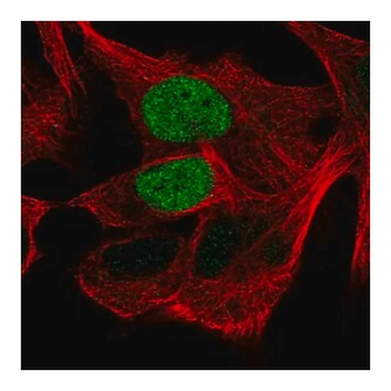 Merck Anti-POU3F1 antibody produced in rabbit