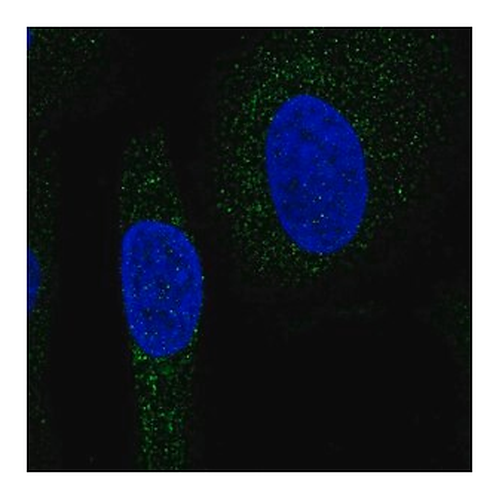 Merck Anti-SNX24 antibody produced in rabbit