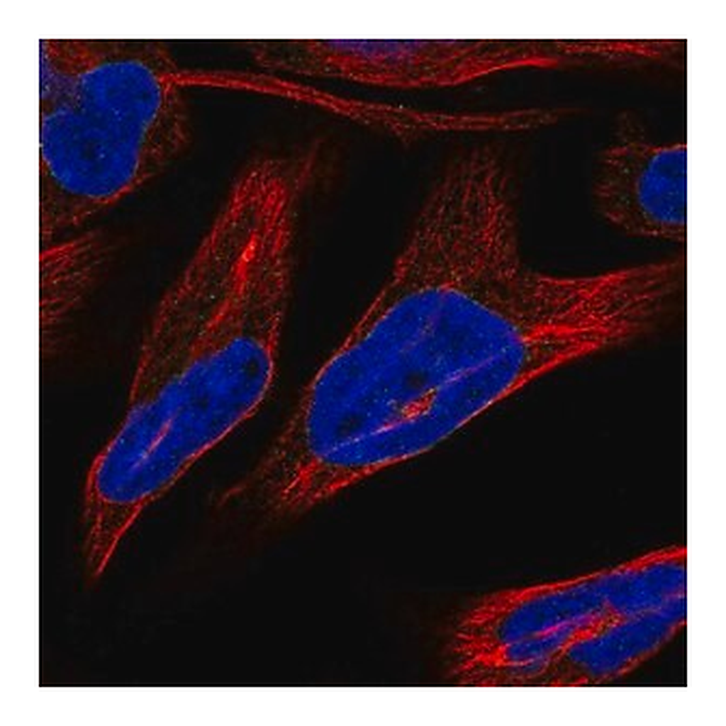 Merck Anti-NRM antibody produced in rabbit