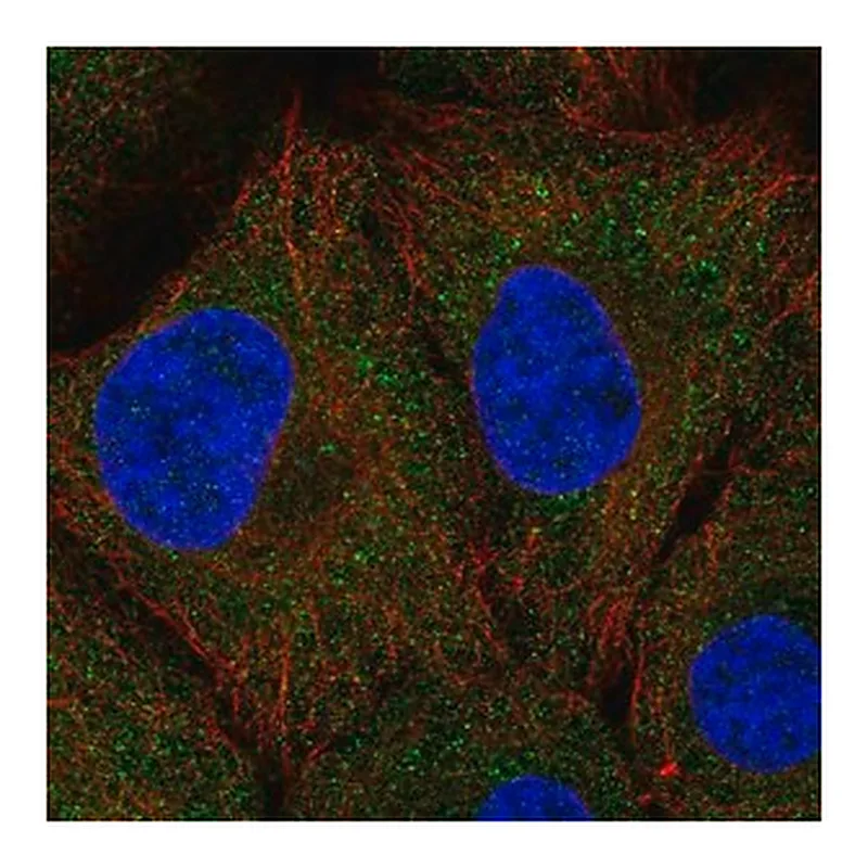 Merck Anti-UNKL antibody produced in rabbit