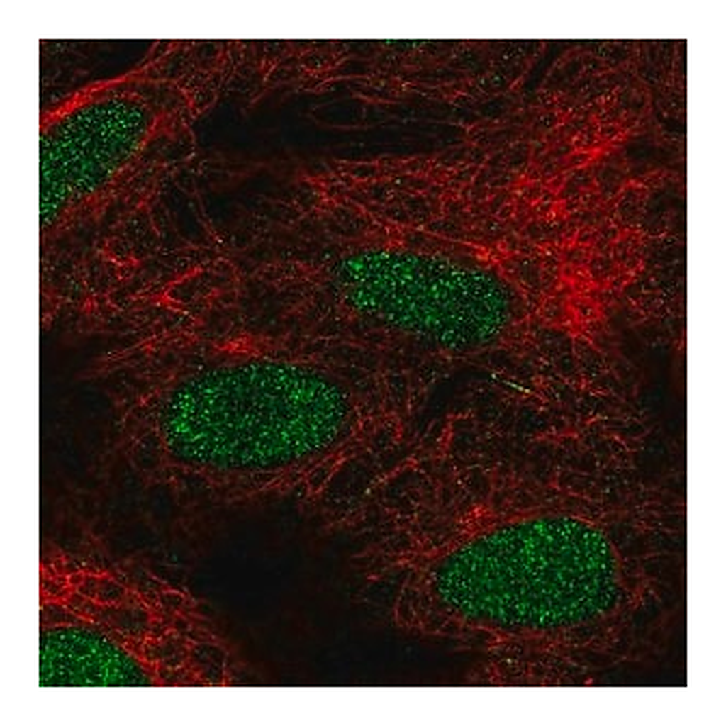Merck Anti-FIZ1 antibody produced in rabbit