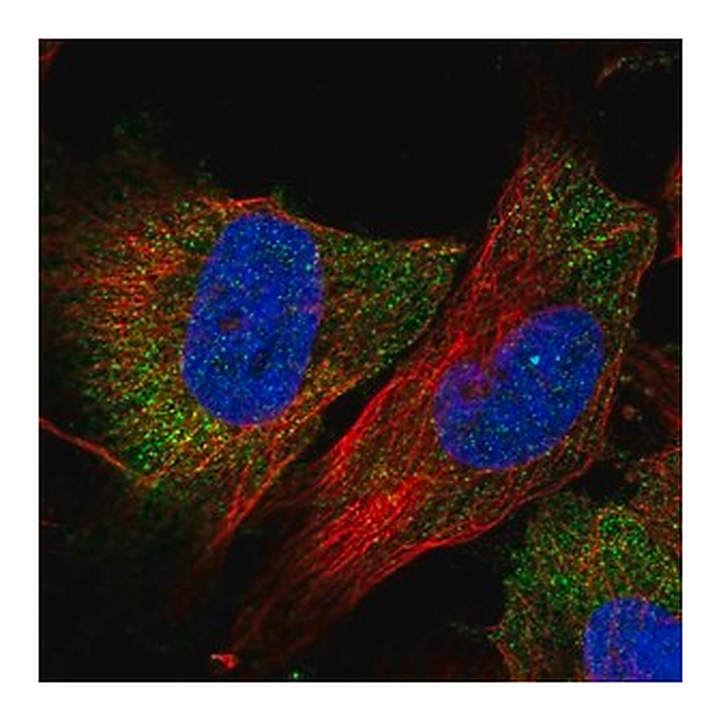 Merck Anti-FAM175B antibody produced in rabbit