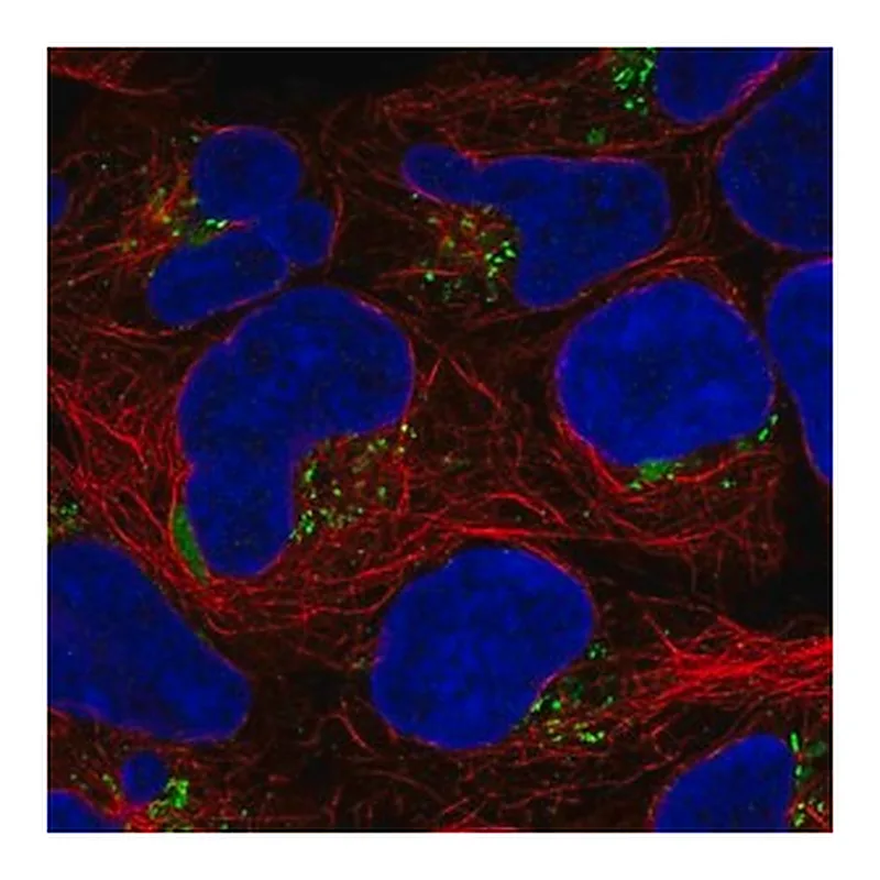 Merck Anti-ASTN1 antibody produced in rabbit