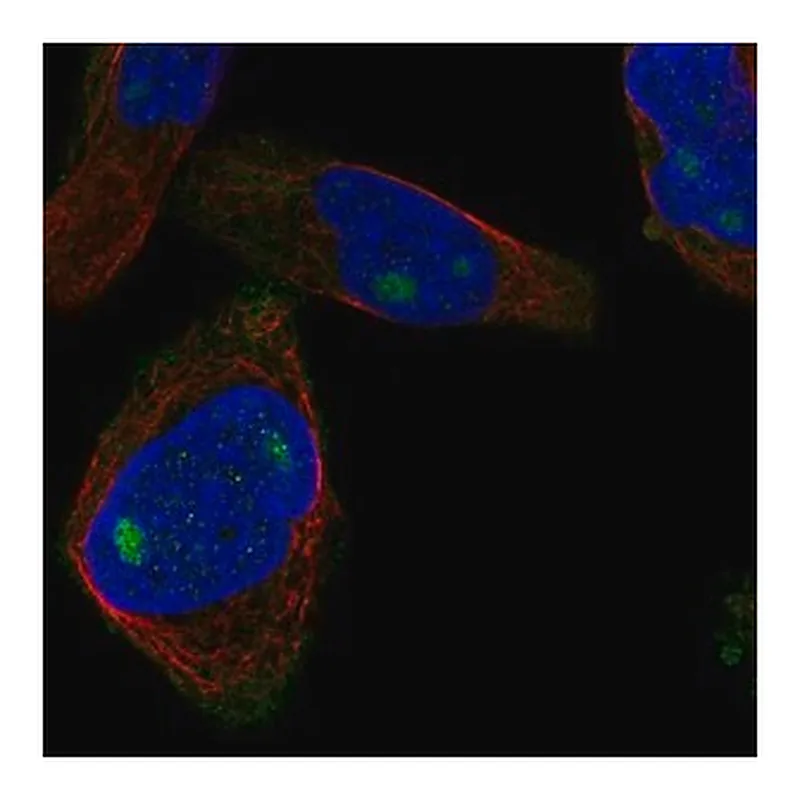 Merck Anti-CUZD1 antibody produced in rabbit