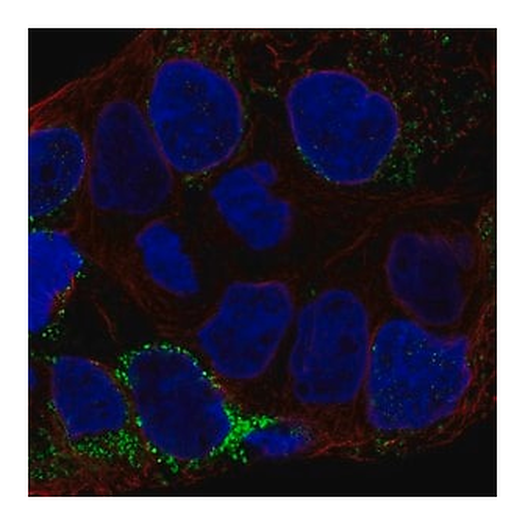 Merck Anti-CLN6 antibody produced in rabbit