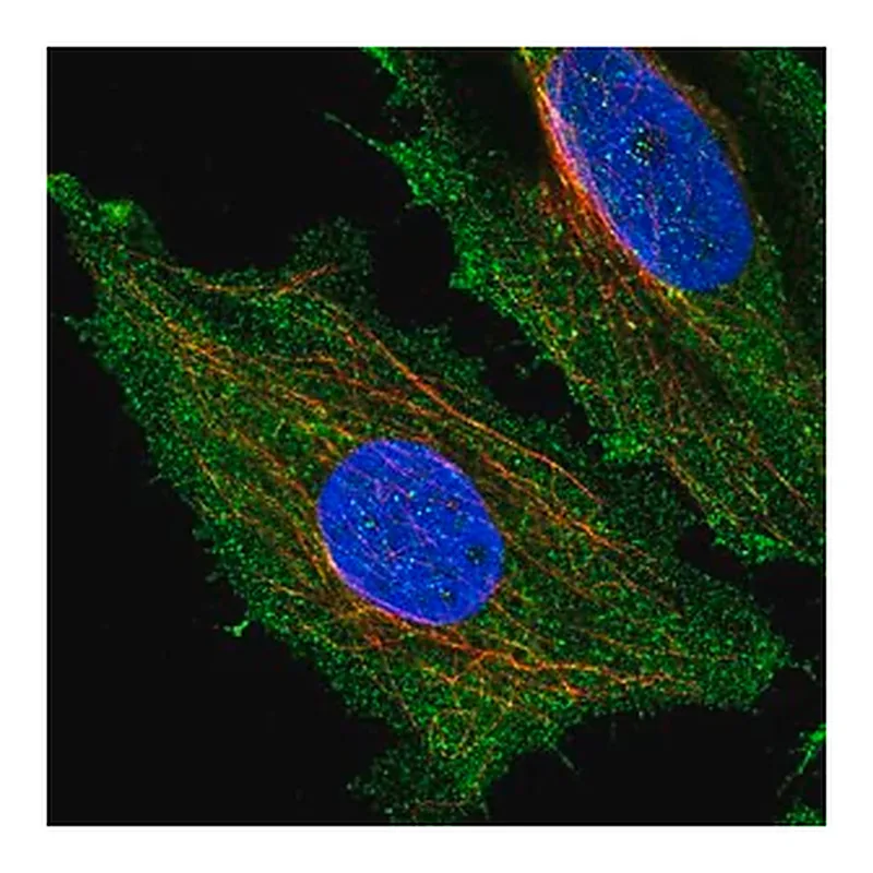 Merck Anti-HYDIN antibody produced in rabbit