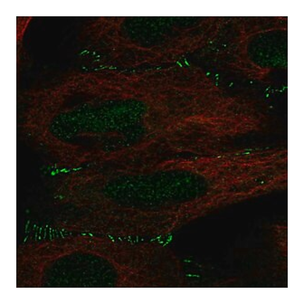 Merck Anti-ALKBH6 antibody produced in rabbit