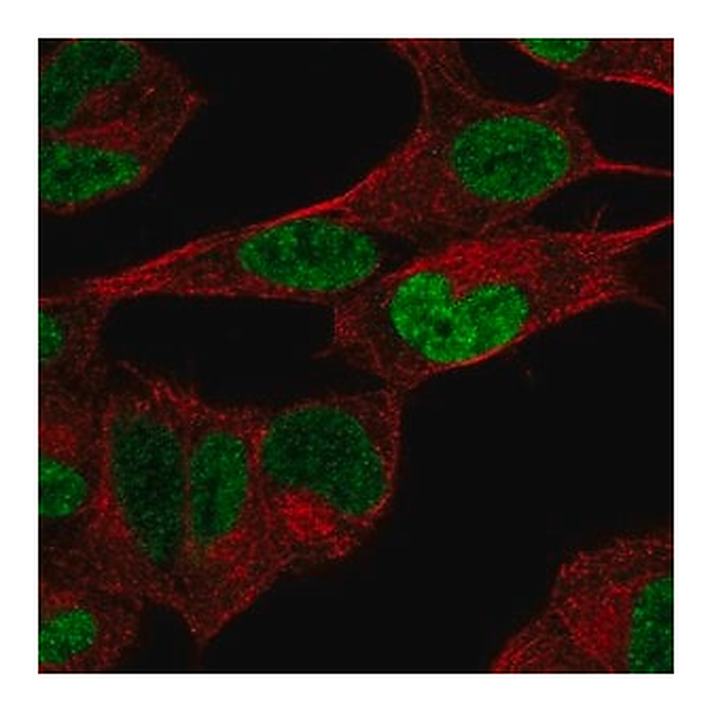 Merck Anti-PHOX2B antibody produced in rabbit