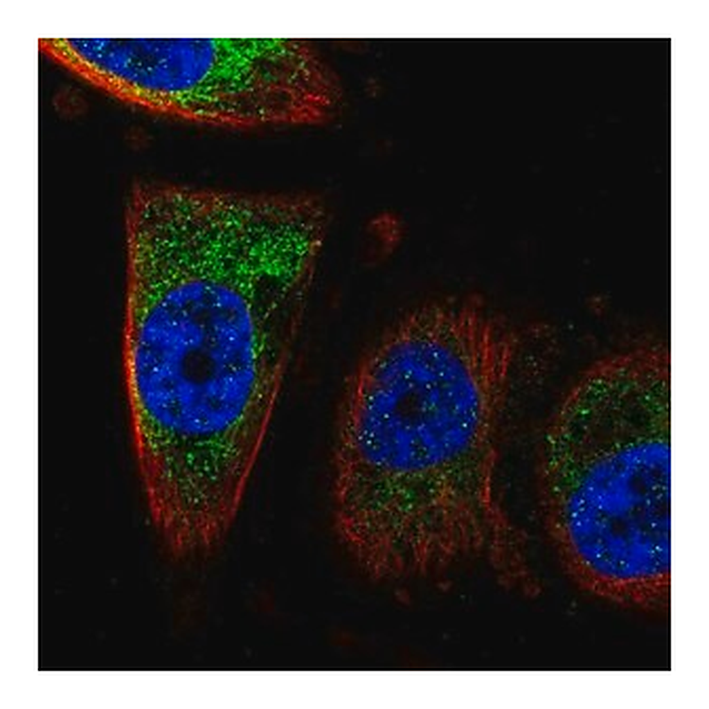 Merck Anti-CISD1 antibody produced in rabbit