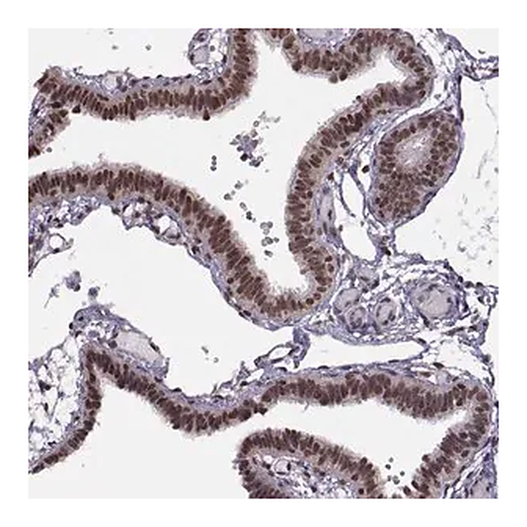Merck Anti-INTS3 antibody produced in rabbit
