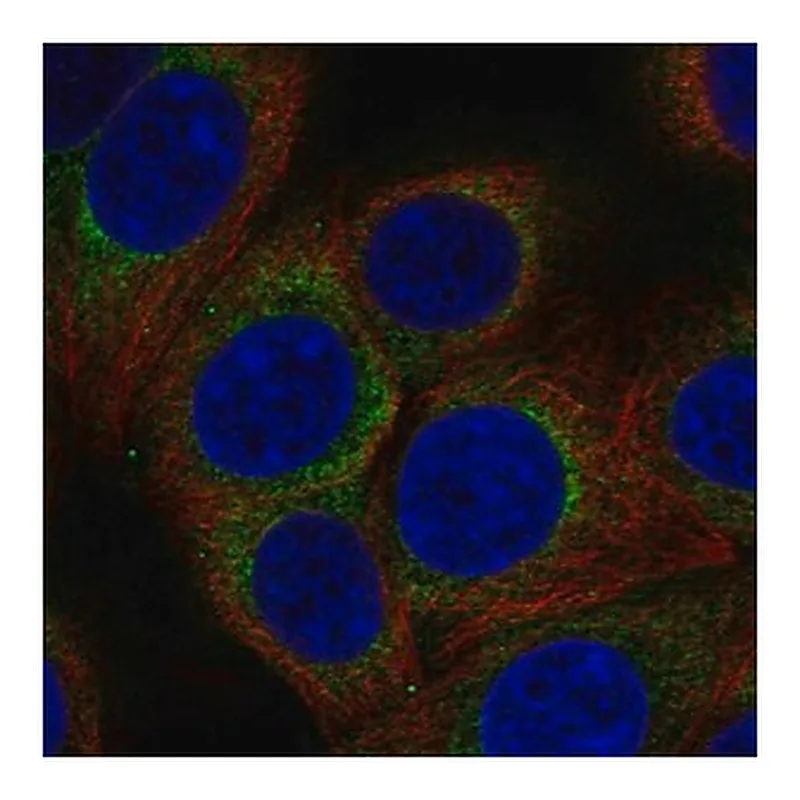 Merck Anti-AP3D1 antibody produced in rabbit