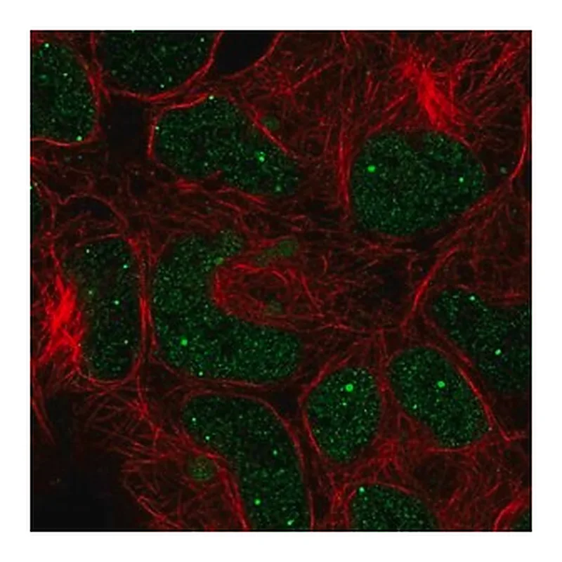 Merck Anti-GON4L antibody produced in rabbit