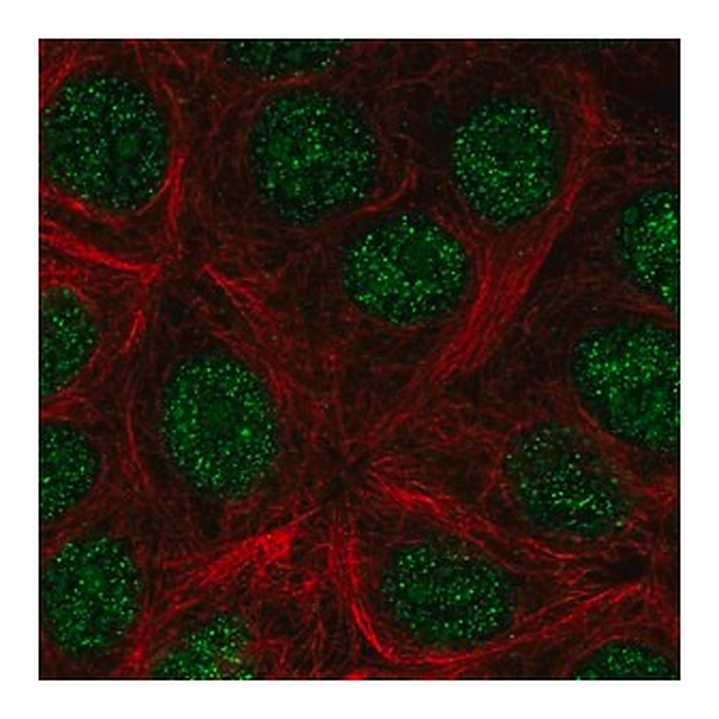 Merck Anti-KLLN antibody produced in rabbit