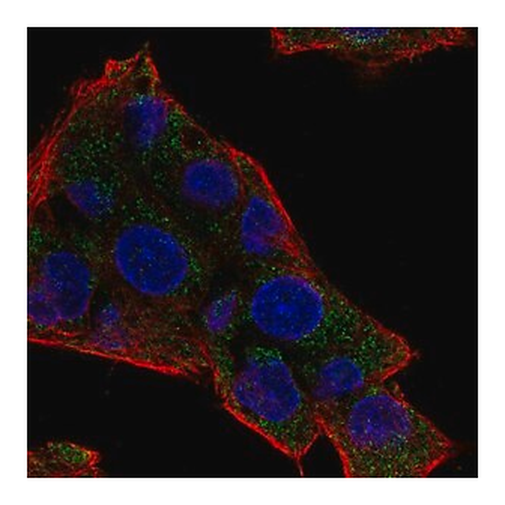Merck Anti-NAT8 antibody produced in rabbit